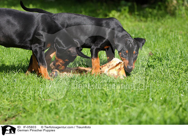 German Pinscher Puppies / IF-05803