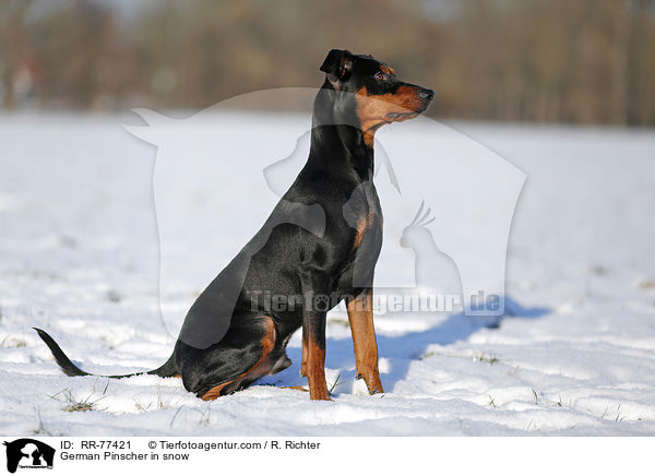 German Pinscher in snow / RR-77421