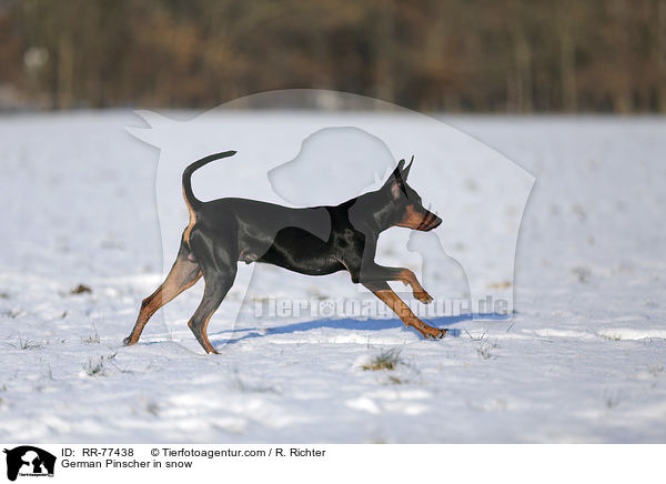 German Pinscher in snow / RR-77438