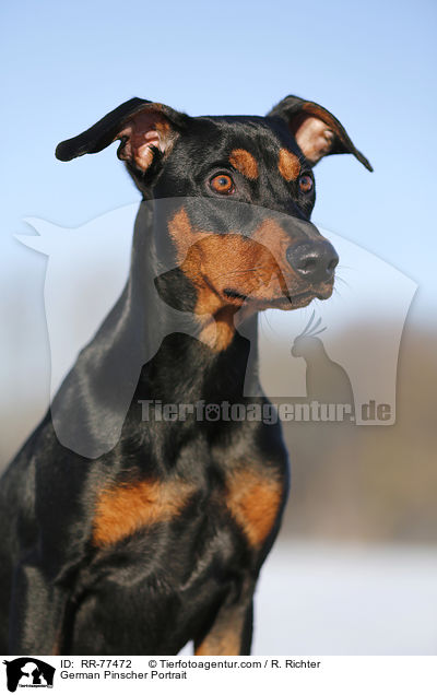 German Pinscher Portrait / RR-77472