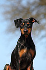 German Pinscher Portrait