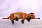 German Pinscher Puppy