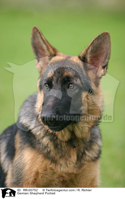 Deutscher Schferhund / German Shepherd Portrait / RR-00752