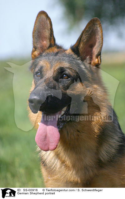 Deutscher Schferhund Portrait / German Shepherd portrait / SS-00916