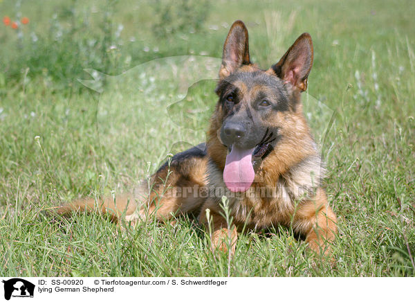 liegender Deutscher Schferhund / lying German Shepherd / SS-00920