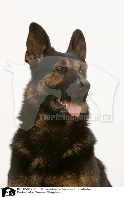 Deutscher Schferhund im Portrait / Portrait of a German Shepherd / IP-00238