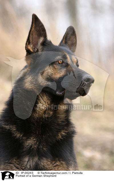 Deutscher Schferhund im Portrait / Portrait of a German Shepherd / IP-00243