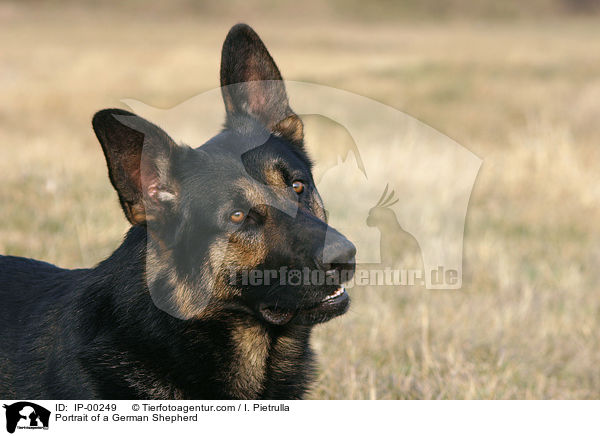 Deutscher Schferhund im Portrait / Portrait of a German Shepherd / IP-00249