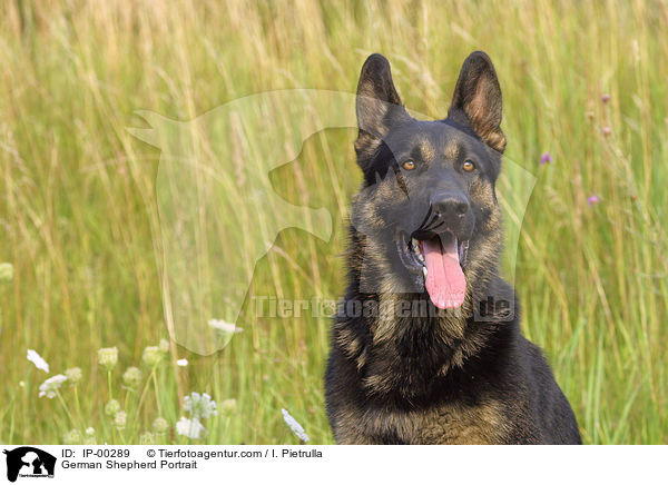 Deutscher Schferhund / German Shepherd Portrait / IP-00289