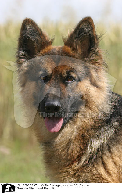 German Shepherd Portrait / RR-05337
