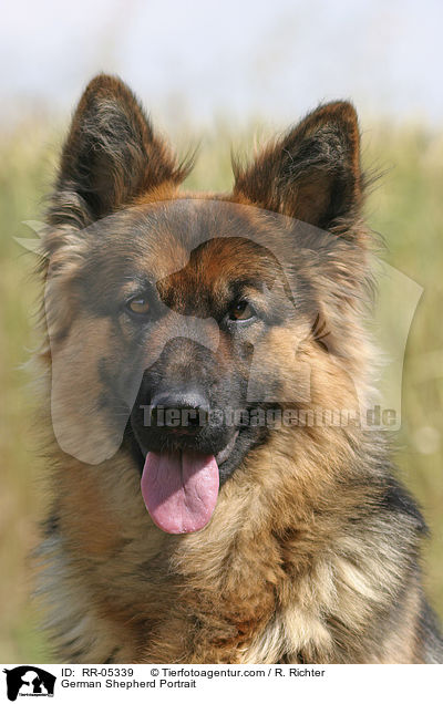 German Shepherd Portrait / RR-05339