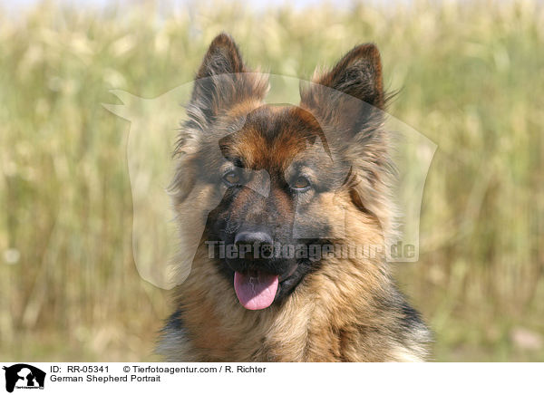 German Shepherd Portrait / RR-05341