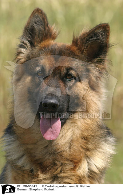 German Shepherd Portrait / RR-05343