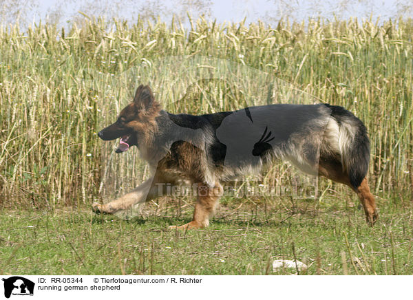 rennender Deutscher Schferhund / running german shepherd / RR-05344