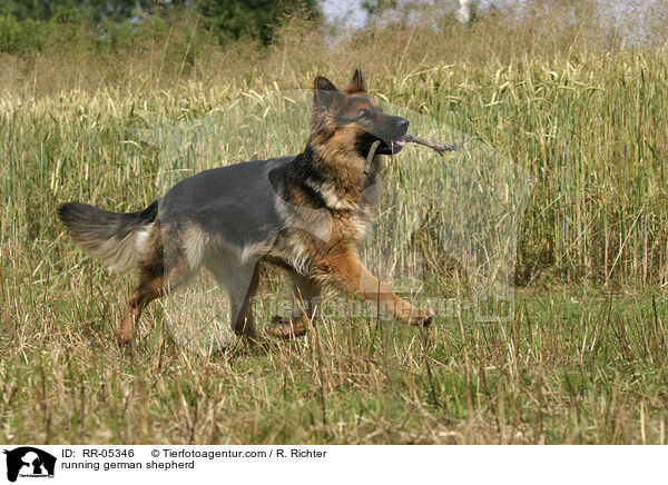 rennender Deutscher Schferhund / running german shepherd / RR-05346