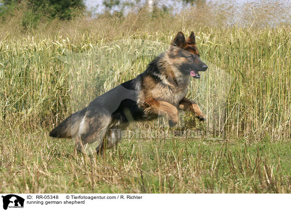 rennender Deutscher Schferhund / running german shepherd / RR-05348