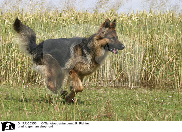 rennender Deutscher Schferhund / running german shepherd / RR-05350