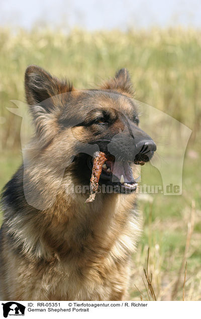 Deutscher Schferhund / German Shepherd Portrait / RR-05351