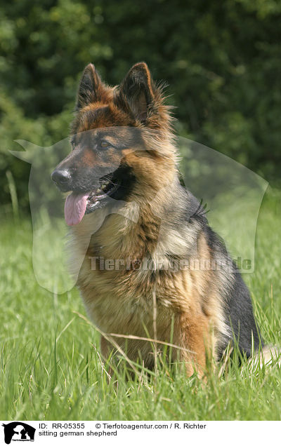 sitzender Deutscher Schferhund / sitting german shepherd / RR-05355