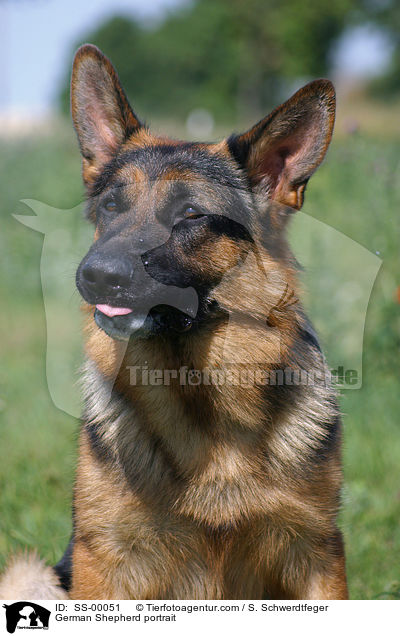 German Shepherd portrait / SS-00051