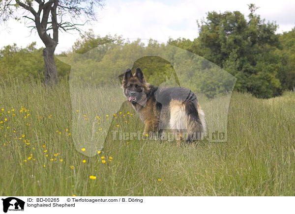 Langhaar Schferhund / longhaired Shepherd / BD-00265