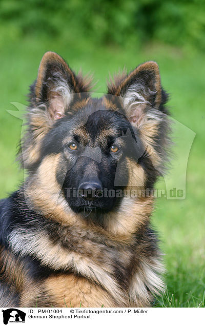 German Shepherd Portrait / PM-01004