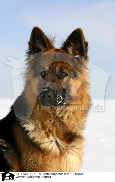 German Shepherd Portrait / PM-01007