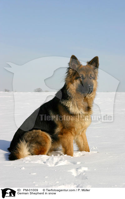 German Shepherd in snow / PM-01009