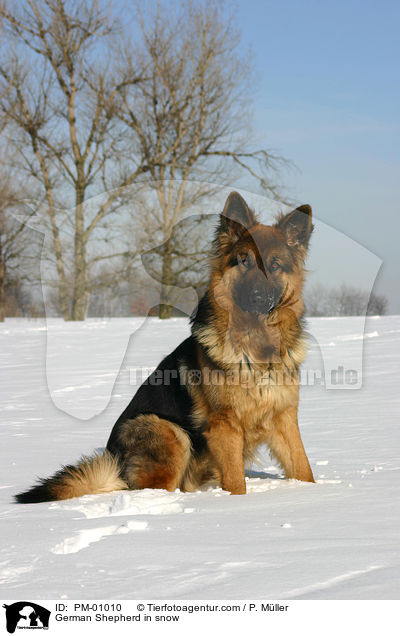 German Shepherd in snow / PM-01010