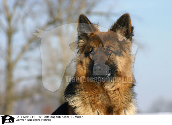 German Shepherd Portrait / PM-01011