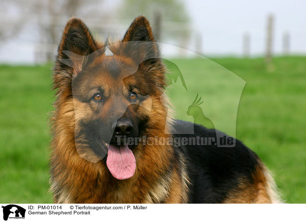 German Shepherd Portrait / PM-01014