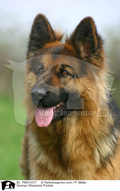 German Shepherd Portrait / PM-01017