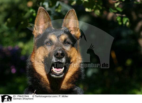 German Shepherd / PM-01544