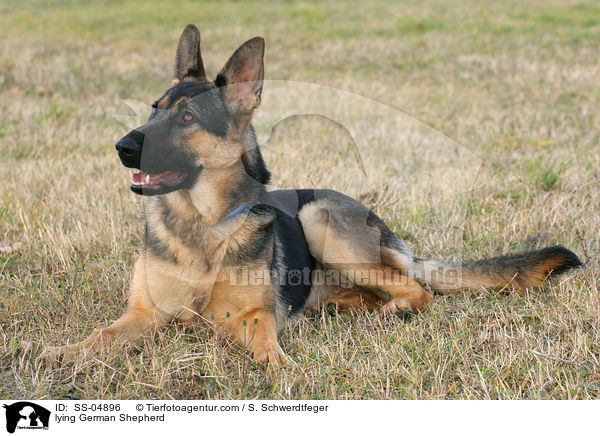 lying German Shepherd / SS-04896