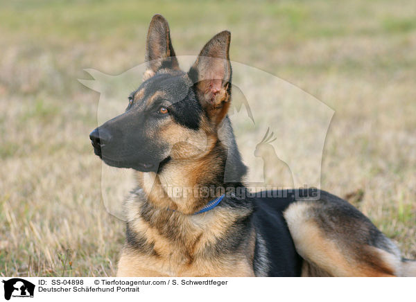 Deutscher Schferhund Portrait / SS-04898