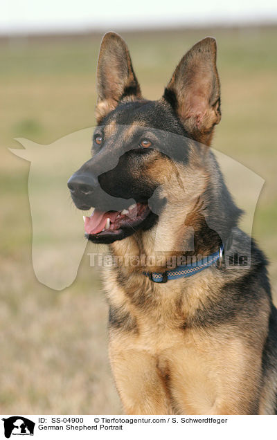 German Shepherd Portrait / SS-04900