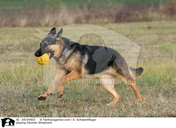 playing German Shepherd / SS-04903