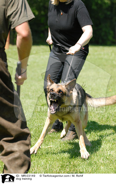 dog training / MR-03149