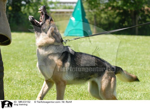 dog training / MR-03152