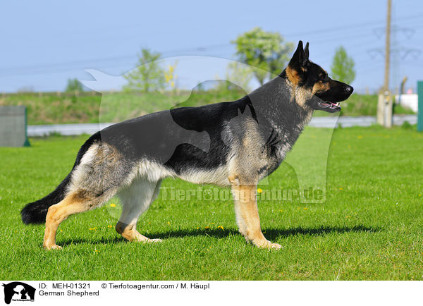 Deutscher Schferhund / German Shepherd / MEH-01321