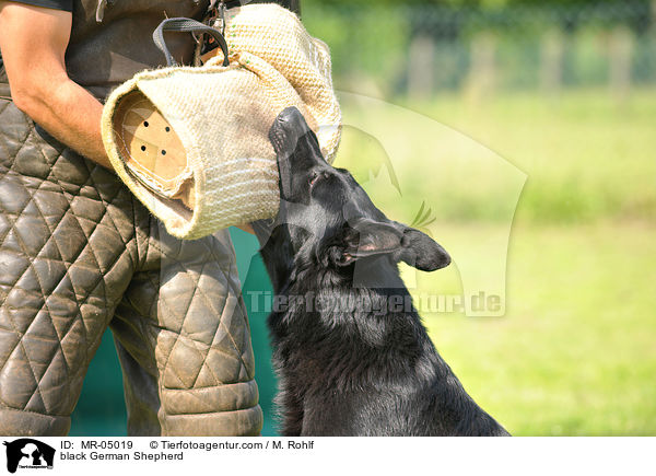 black German Shepherd / MR-05019
