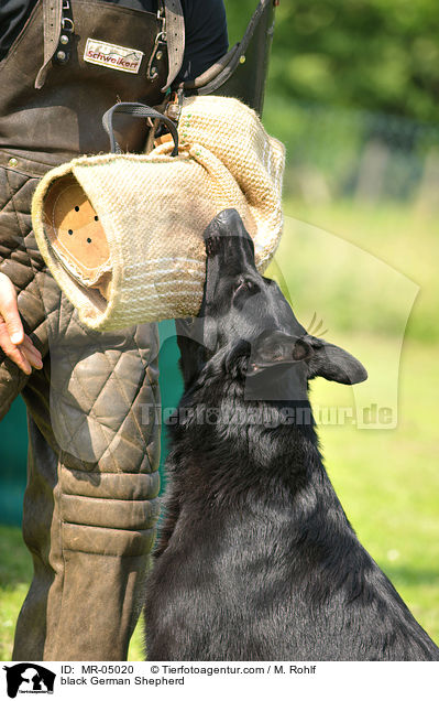 black German Shepherd / MR-05020