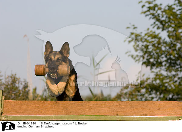 springender Deutscher Schferhund / jumping German Shepherd / JB-01380