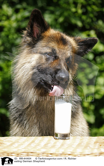 fressender Deutscher Schferhund / eating German Shepherd / RR-44464