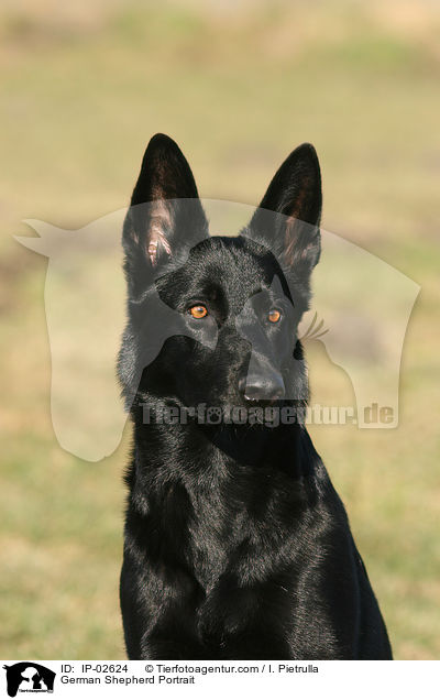 Deutscher Schferhund Portrait / German Shepherd Portrait / IP-02624