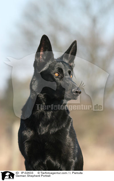 Deutscher Schferhund Portrait / German Shepherd Portrait / IP-02633