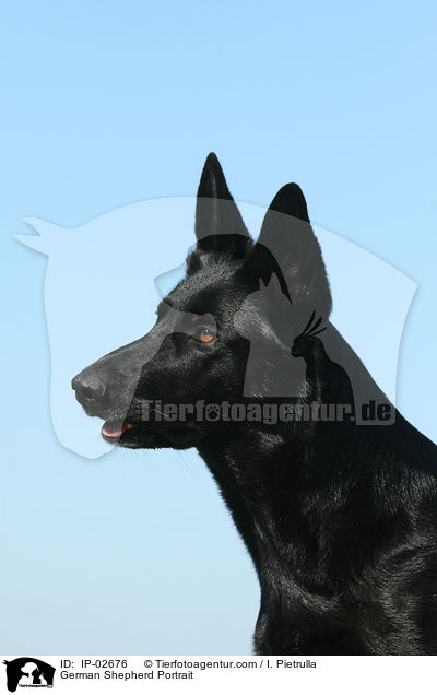 Deutscher Schferhund Portrait / German Shepherd Portrait / IP-02676