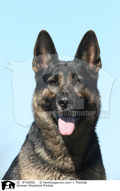 Deutscher Schferhund Portrait / German Shepherd Portrait / IP-02692