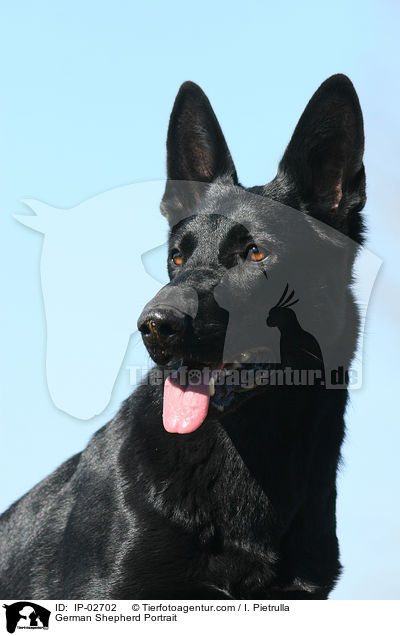 Deutscher Schferhund Portrait / German Shepherd Portrait / IP-02702