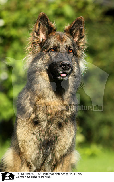German Shepherd Portrait / KL-16849